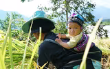 Đồng bào thu hoạch 